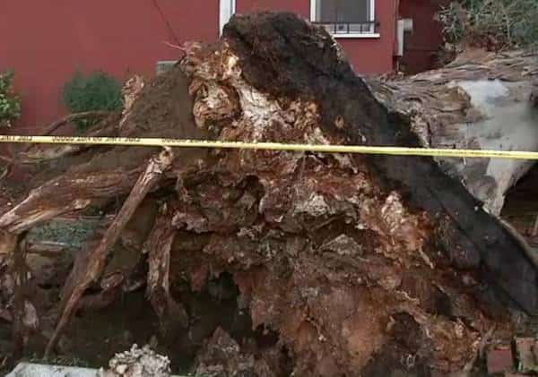 כמעט אסון בוודלנד הילס: עץ עצום קרס והחריב מסעדה מוכרת בוואלי לוס אנג'לס