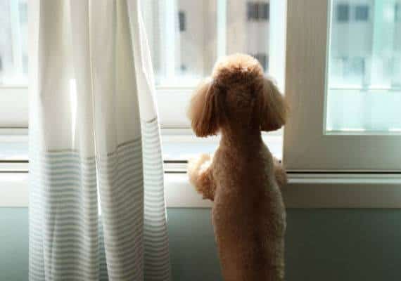 "אף חיית מחמד לא צריכה להישאר נטושה מאחור": הצעת חוק בניו יורק תדאג לחיות מחמד