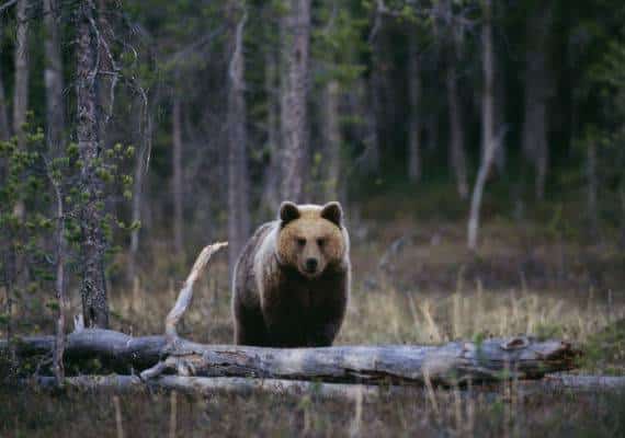 יש דובים ויש יער: בעקבות הבצורת, זינוק במספר המפגשים עם דובים ברחבי ניו יורק