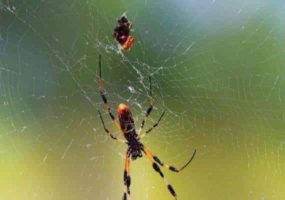 לא רק הוריקן בפלורידה:  "עכביש הבננות" צפוי להציף את דרום המדינה