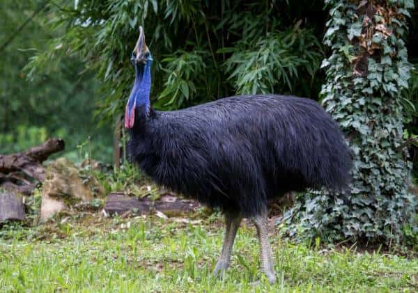 תקיפה קטלנית של "העוף המסוכן בעולם" בפלורידה