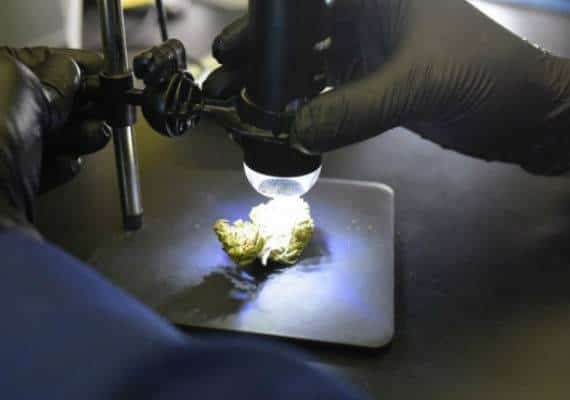 הפתעה מדעית: קנאביס רפואי עשוי לסייע בהחלמתם של מכורים לסמים ולאלכוהול