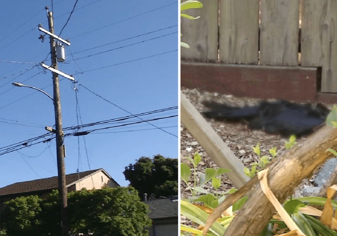 תעלומה ברחוב אחד בקליפורניה: עשרות ציפורים נופלות מהשמיים