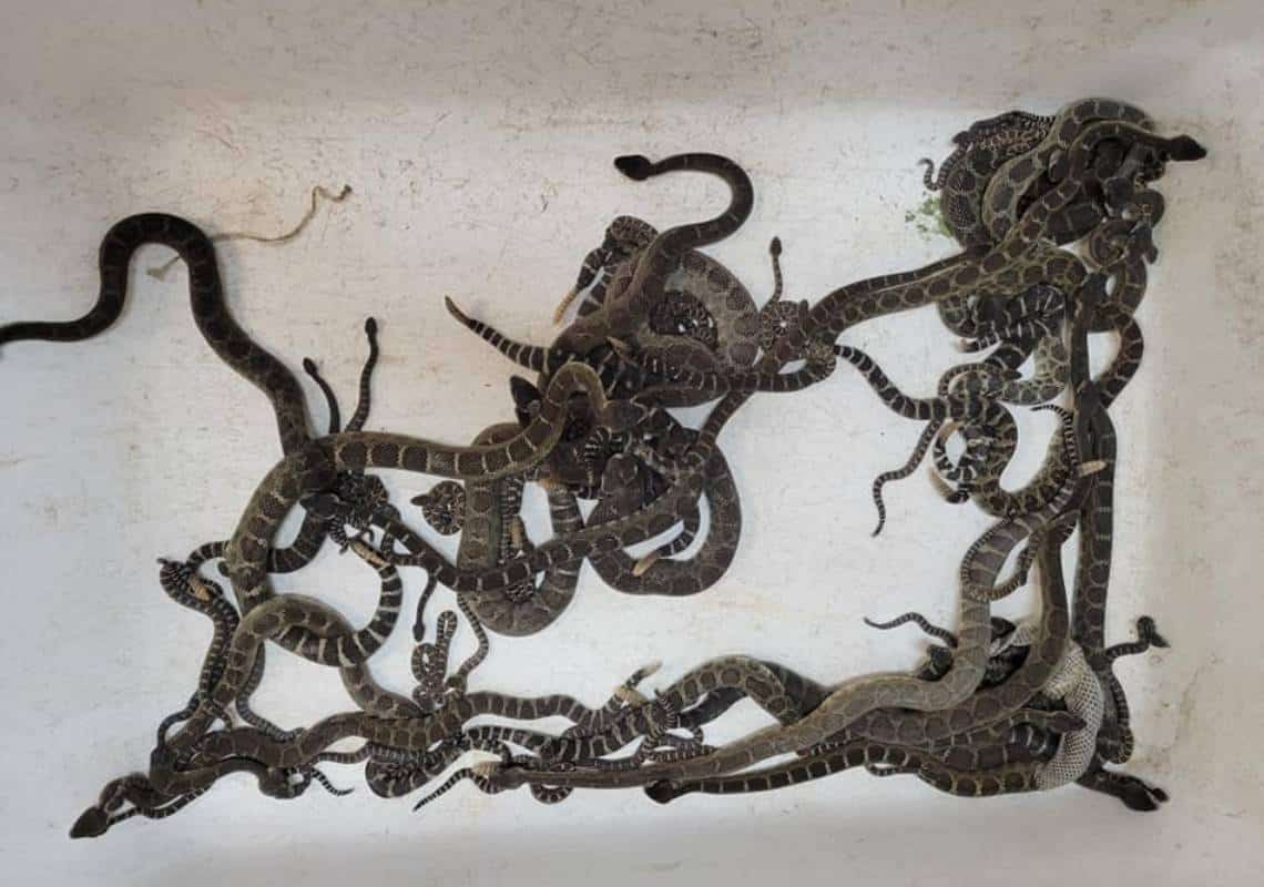 סיוט בצפון קליפורניה: קרוב ל-100 נחשים התגלו מתחת לבית