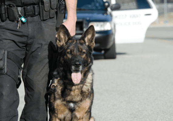 "הוא עשה את עבודתו והציל חיים": כלב משטרתי בפלורידה מת כגיבור