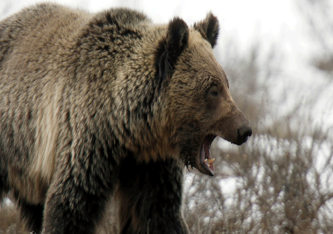 מפגש קטלני בפארק הפופולרי בארה"ב: אישה צעדה במסלול ההליכה והותקפה על ידי דוב גריזלי