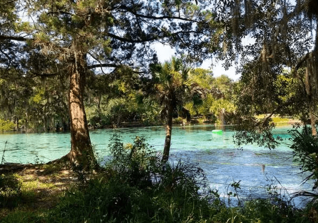 היער בפלורידה שנכנס לרשימת הזהב של נשיונל ג'יאוגרפיק