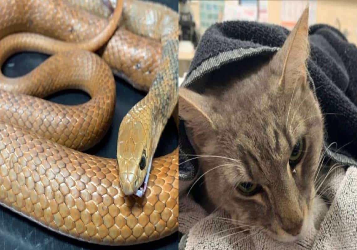 הילדים שיחקו בגינה כאשר הנחש המסוכן באוסטרליה התקרב, ארתור, החתול המשפחתי, זינק והרגו, אך שילם על כך ביקר מכל