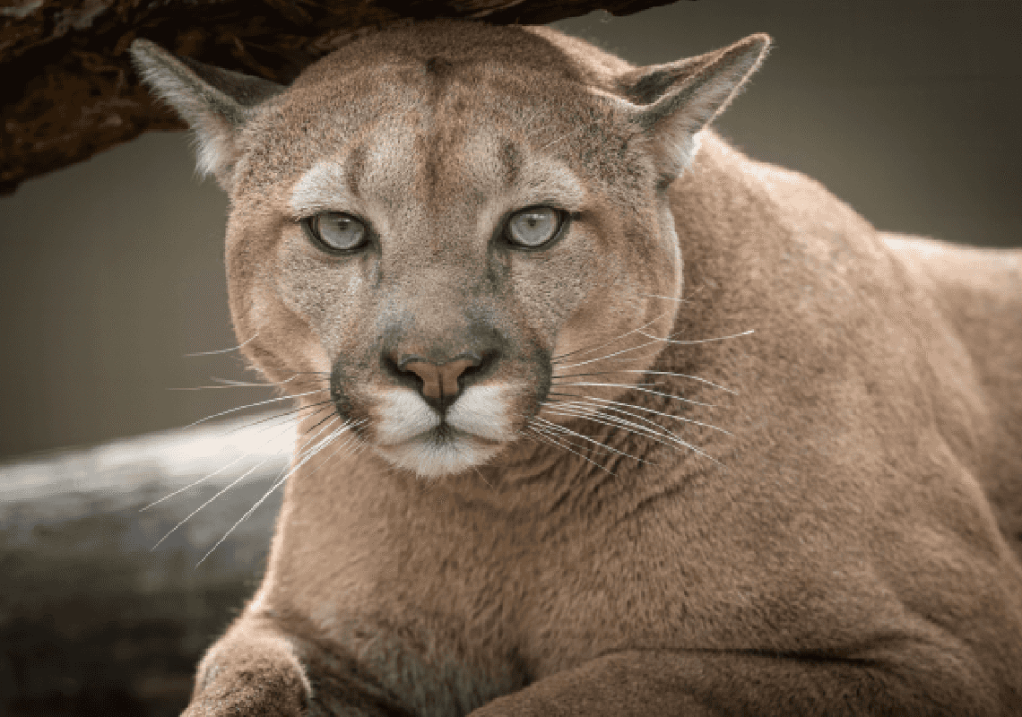 אימה בקליפורניה: בן חמש הותקף בחצר ביתו על ידי אריה הרים
