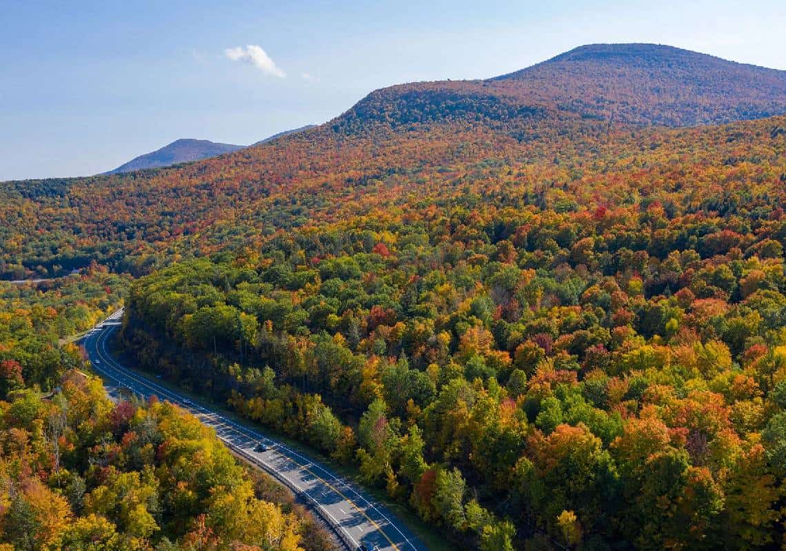 "מצאנו את היער העתיק בעולם": במרחק שעתיים נסיעה בלבד ממנהטן