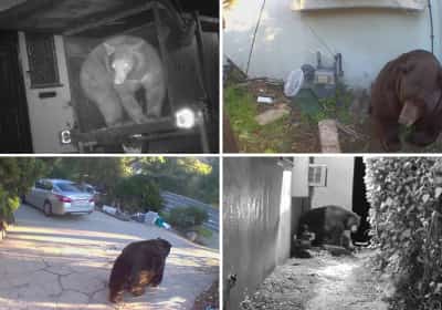 "הכל נפל עליי": תושב לוס אנג'לס מאיים לתבוע את המדינה אחרי שדוב ענק עבר לגור מתחת לביתו