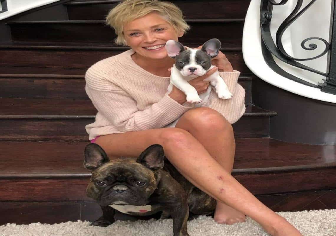 שרון סטון מדברת לראשונה על מות כלבה: ״זה תהליך מורכב״