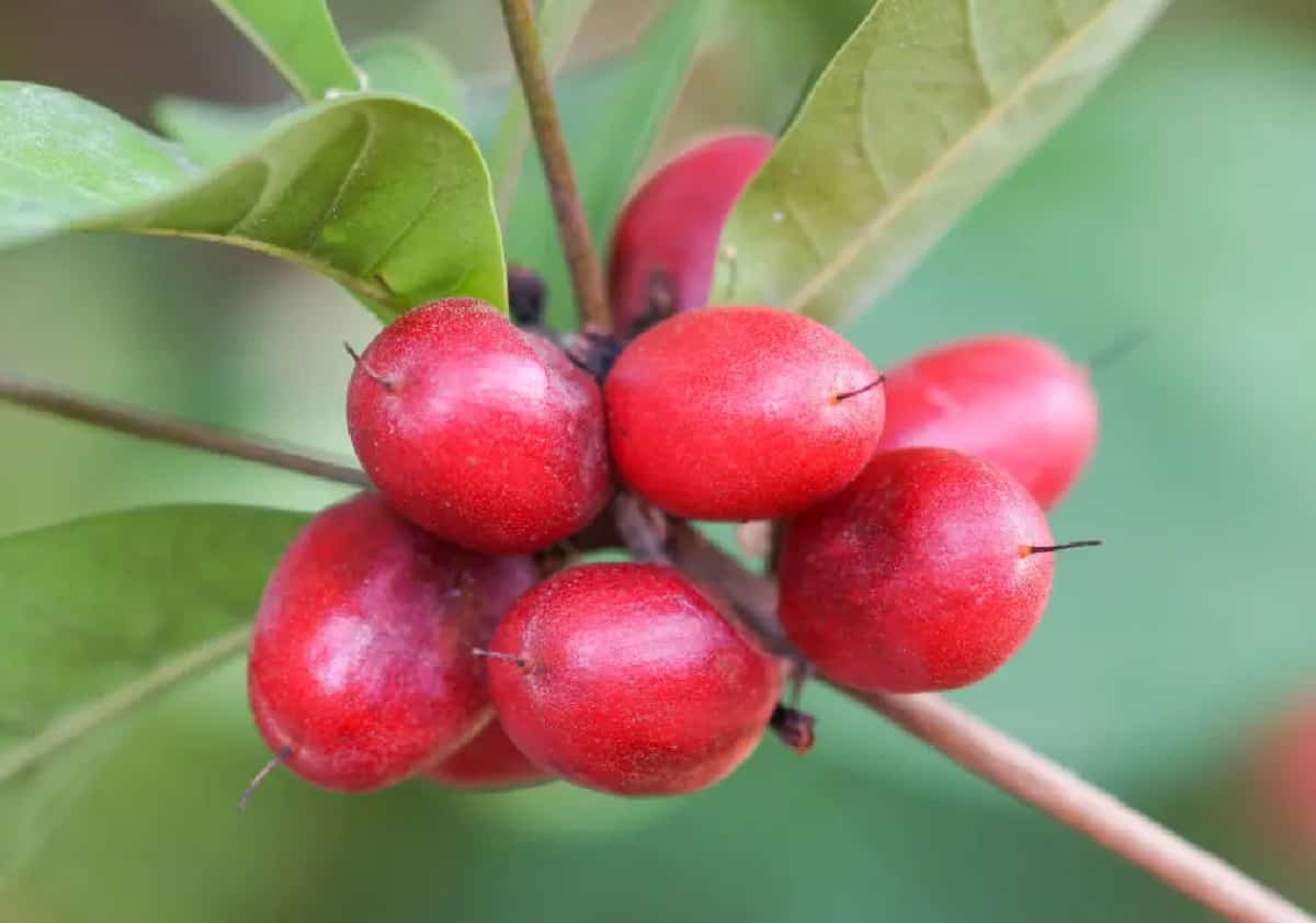 הפרי האדום הקטן שיכול להקל על אחת מתופעת הלוואי המתסכלות בכימותרפיה