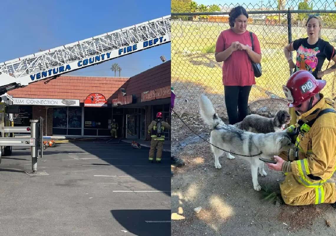 דרום קליפורניה: 18 כלבים חולצו משריפה שפרצה במרכז קניות