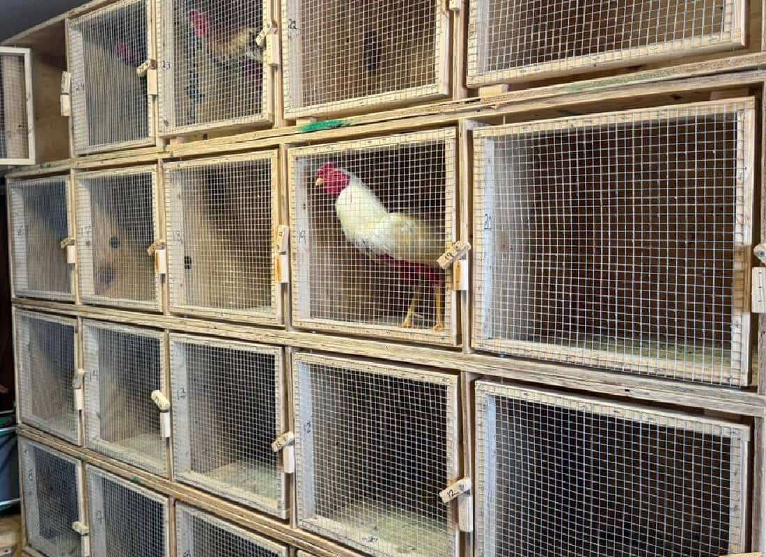 חשיפה מזעזעת: 42 נעצרו בפשיטה על זירת קרבות תרנגולים במיאמי-דייד