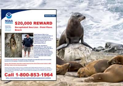 פרס של 20 אלף דולר למידע על גבר שתועד כורת את ראשו של אריה ים בחוף בצפון קליפורניה