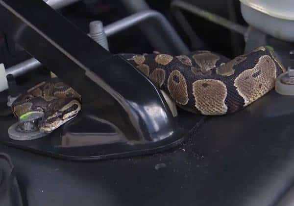 פלורידה: פתח את מכסה המנוע וגילה "אורח" מפתיע במיוחד