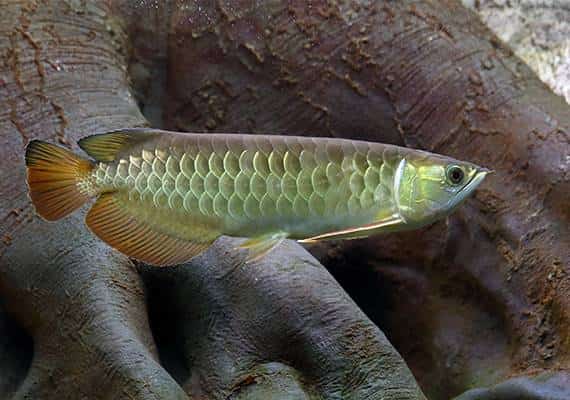 שישה חודשי מעצר בית לגבר שהבריח דגים