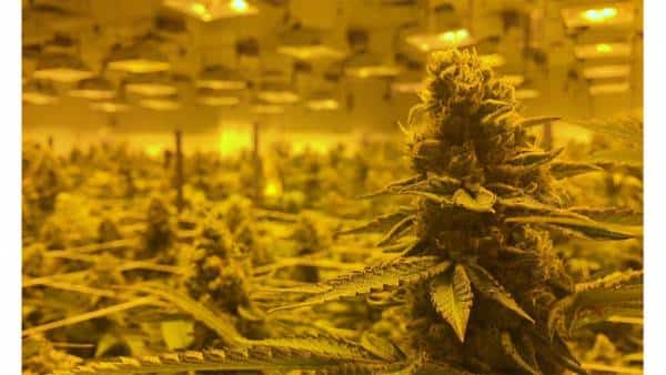 נבדה חוגגת שנה של לגליזציה: כמה המדינה הרוויחה ומדוע העסקים לא יכולים להיעזר בבנקים?