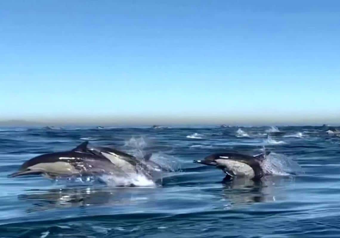תיעוד נדיר מדרום קליפורניה: אלפי דולפינים התקרבו לסירת תיירים