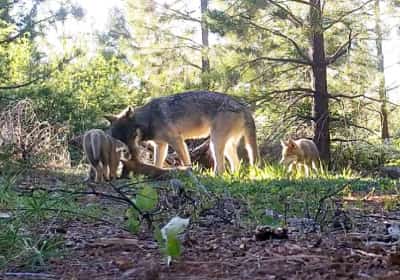 תופעה שלא נראתה זה מאה שנה: להקות זאבים משוטטות בקליפורניה