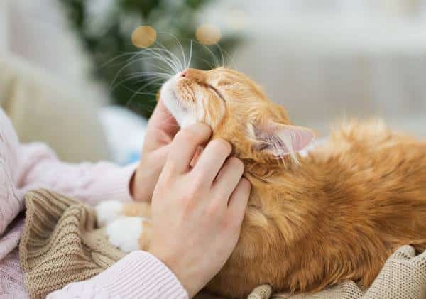 מחקר קובע: חתולים זקוקים לבעליהם גם אם אינם מראים זאת