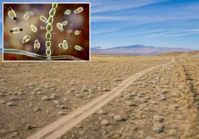 קדחת העמק מכה שוב: קליפורניה בדרך לשיא הדבקה חדש