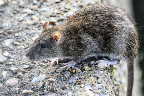 "עיר המלאכים הפכה לעיר החולדות": משבר המכרסמים מציף את לוס אנג'לס