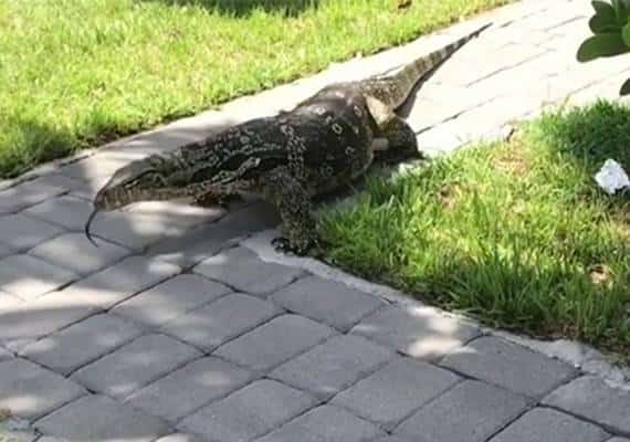 אורח לא צפוי: לטאה עצומה הפתיעה משפחה בפלורידה