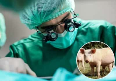 לראשונה בעולם: ריאה של חזיר הושתלה באדם בניסוי רפואי מהפכני