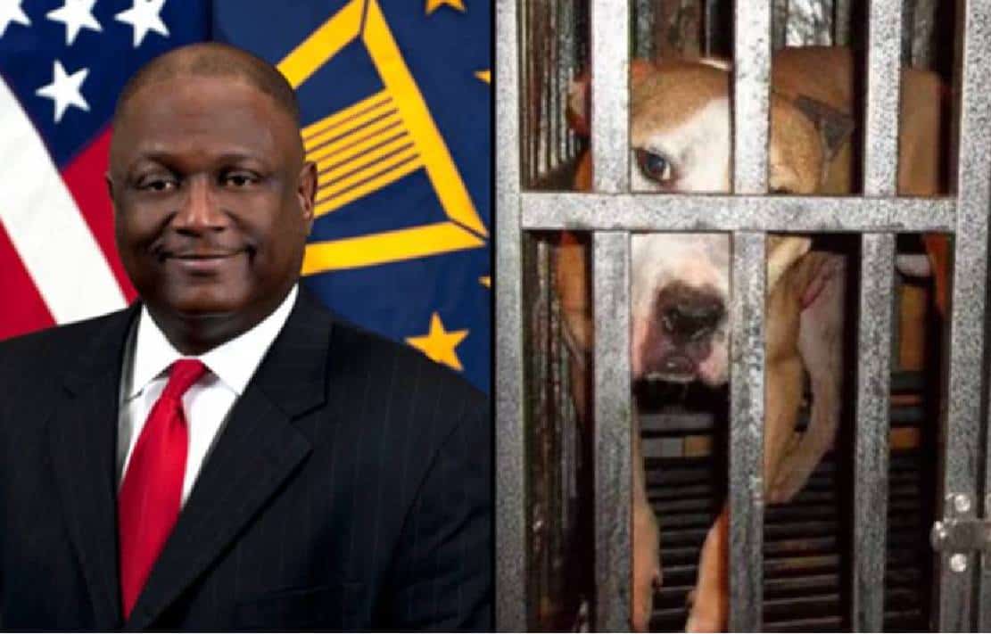 בכיר בפנטגון מואשם בניהול רשת קרבות כלבים אכזרית במשך יותר מ-20 שנה