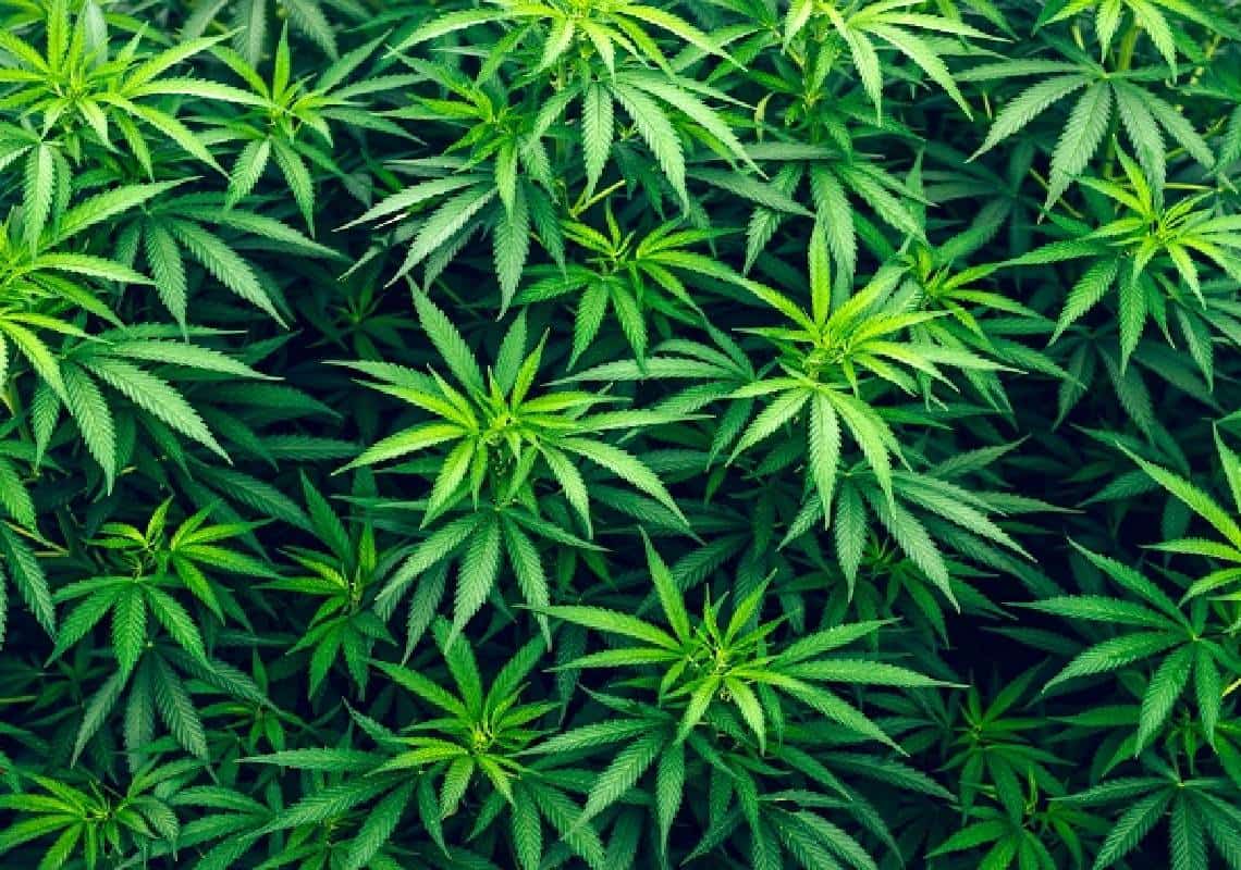 האם מריחואנה יכולה לעשות אתכם למיליונרים?