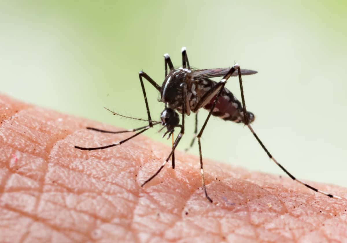 הרשויות מזהירות: זן חדש ואגרסיבי של יתושים מתפשט בלאס וגאס