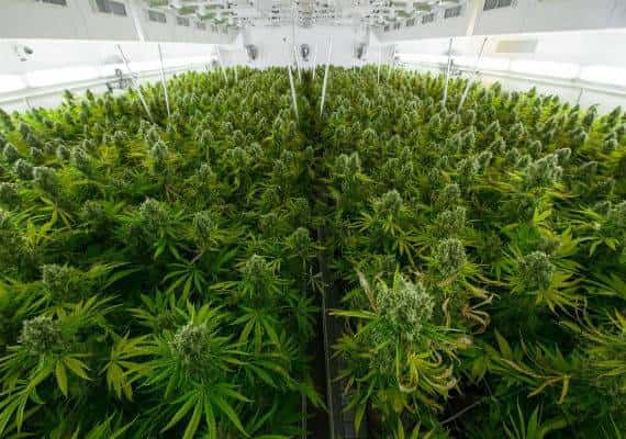 המאבק על שוק המריחואנה הרפואית: מי מוביל?