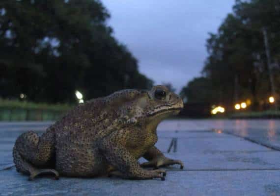 אזהרה לנהגי ניו יורק: גל של צפרדעים וסלמנדרות יחצה את הכביש בחודש הקרוב