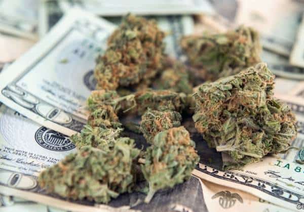 קליפורניה: למרות הלגליזציה, השוק השחור ממשיך להתקיים - ולהשחית