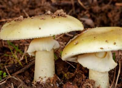 כיפת המוות חוזרת: פטריות רעילות קטלניות גובות חיים בקליפורניה