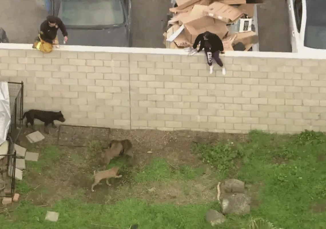 גבר הותקף למוות על ידי להקת פיטבולים שגידל בביתו בלוס אנג'לס: חשד שהמקום שימש להרבעת הכלבים