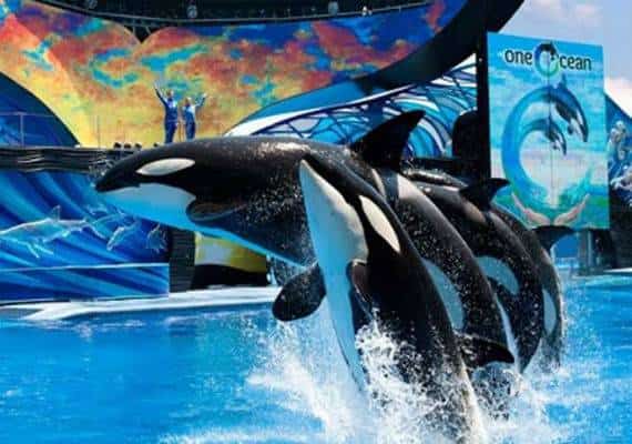 יש לכם מינוי לפארק המים SeaWorld? ייתכן שבקרוב תקבלו החזרים כספיים