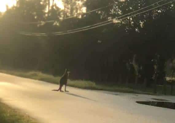 מחזה נדיר בפלורידה: קנגורו נצפה מקפץ ברחוב
