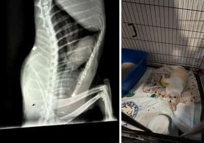 דאגה בדרום לוס אנג'לס: עשרות חתולי רחוב נורו ברובה אוויר