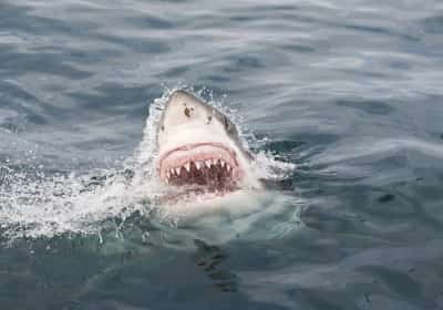 פלורידה היא בירת הכרישים עם תשעה מתוך עשרת החופים המסוכנים ביותר בארה"ב