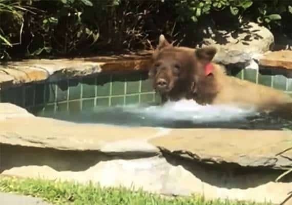 לוס אנג'לס: אורח מפתיע (ומפחיד) נכנס לג'קוזי הביתי