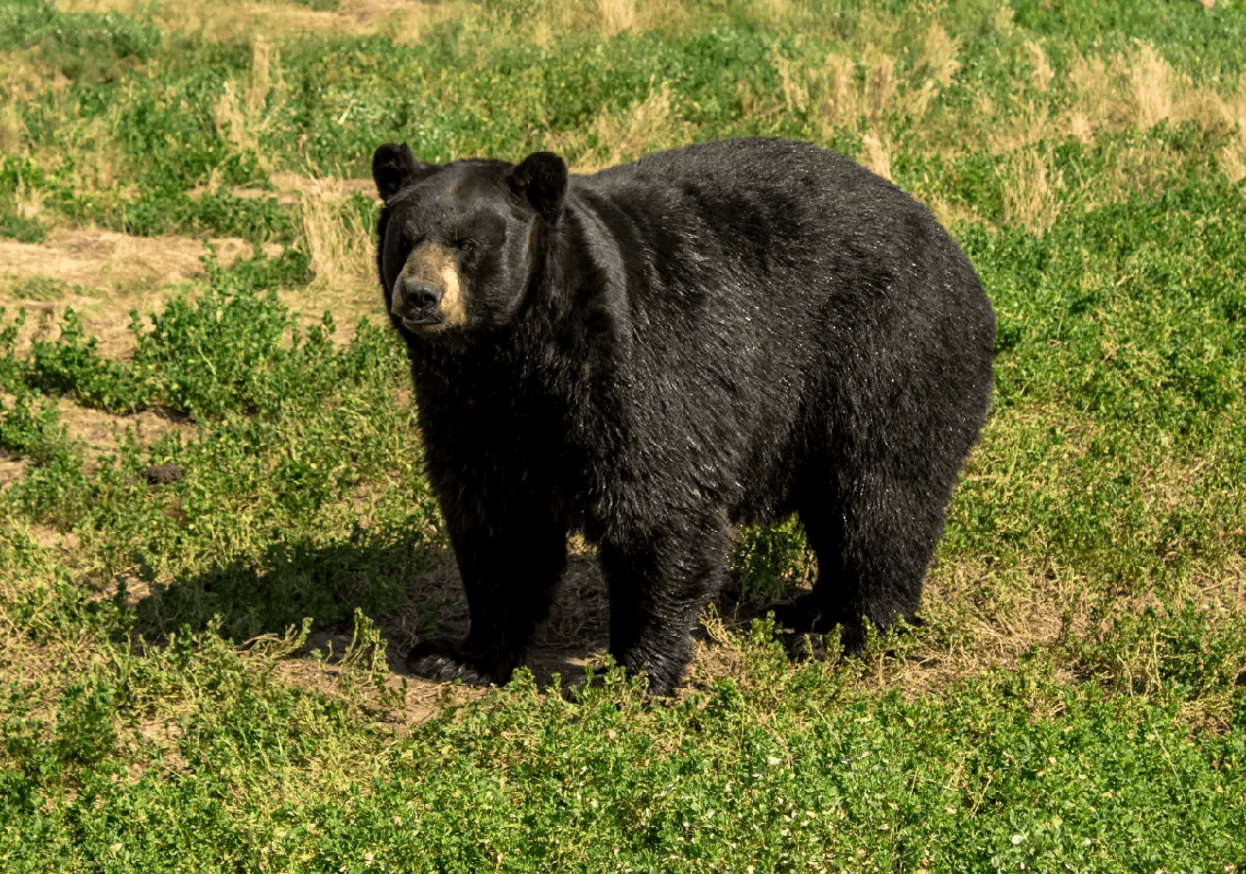 אסון בפלורידה: דוב הרג גבר קשיש ואת חיית המחמד שלו