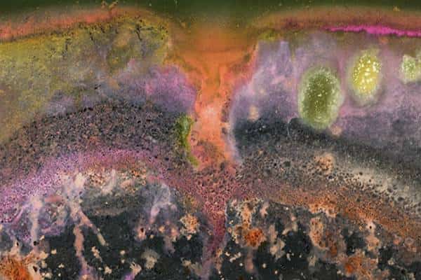 הזדמנות מיקרוביאלית: בואו לראות את מה שאתם לא יכולים לראות בתערוכה בבוסטון