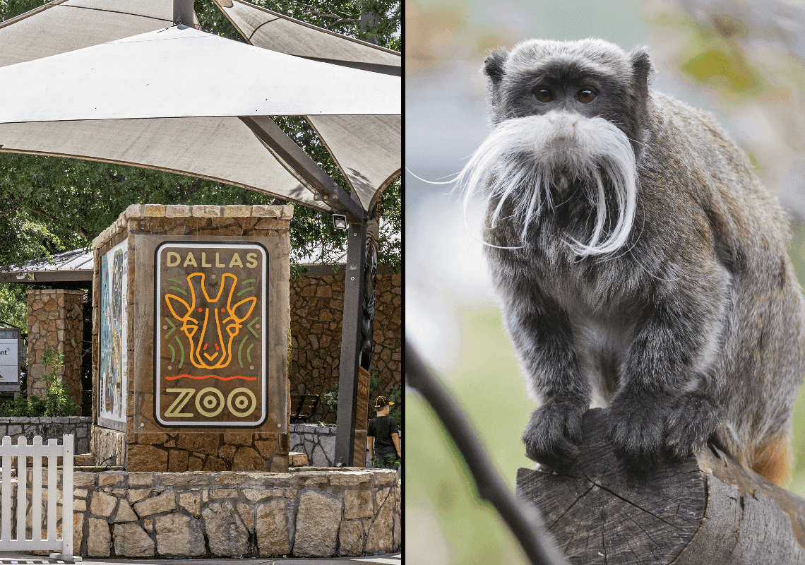 המתקפה המסתורית על גן החיות בדאלאס נמשכת: שני קופים נעלמו 