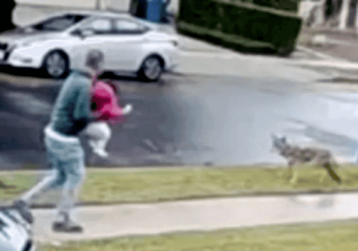 לוס אנג'לס: הרשויות תפסו את זאב הערבות שהתנפל על הישראלית בת השנתיים