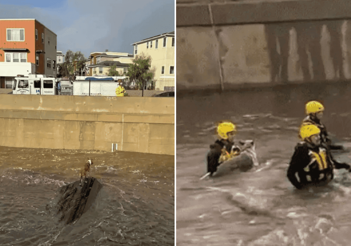 רגע מרגש בקליפורניה: צפו בחילוץ של שני כלבים שנתקעו בזרם נחל גועש