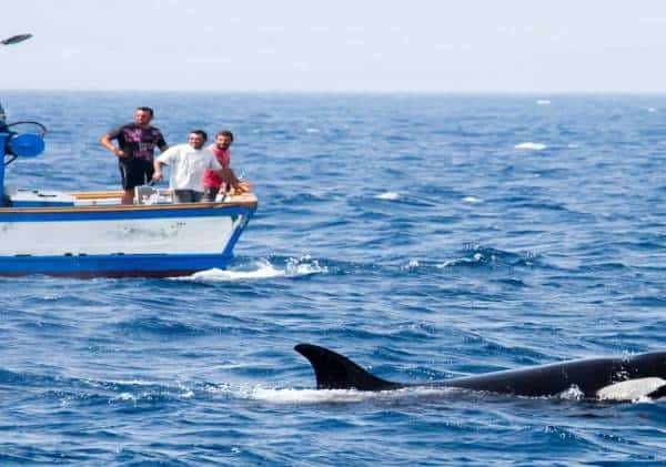 "יוצא דופן ומדאיג": המדענים ויורדי הים נפצעים מלהקות לוויתנים שמטילות טרור בים התיכון