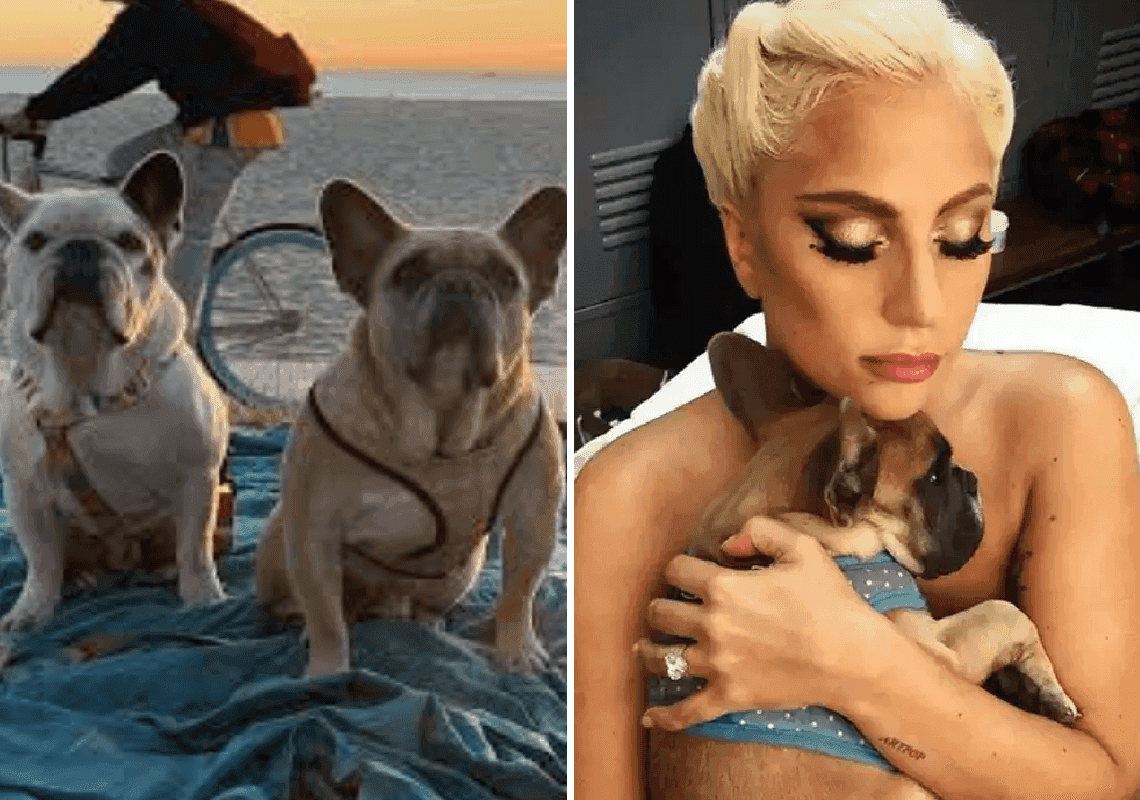 הפשע המתוקשר בלוס אנג'לס: 21 שנות מאסר לצעיר ששדד את הכלבים של ליידי גאגא 